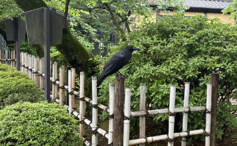 A very large Japanese crow