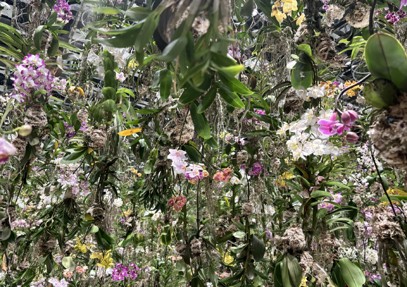 The Hanging Plants Room Inside TeamLabs Planets